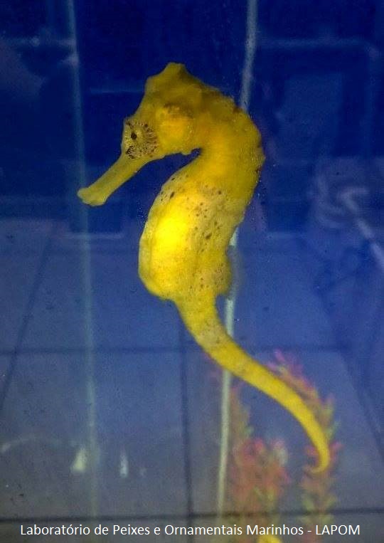 Longsnout cavalo-marinho ou Slender cavalo-marinho, Hippocampus reidi  amarelado, na frente de fundo branco fotos, imagens de © lifeonwhite  #10900562